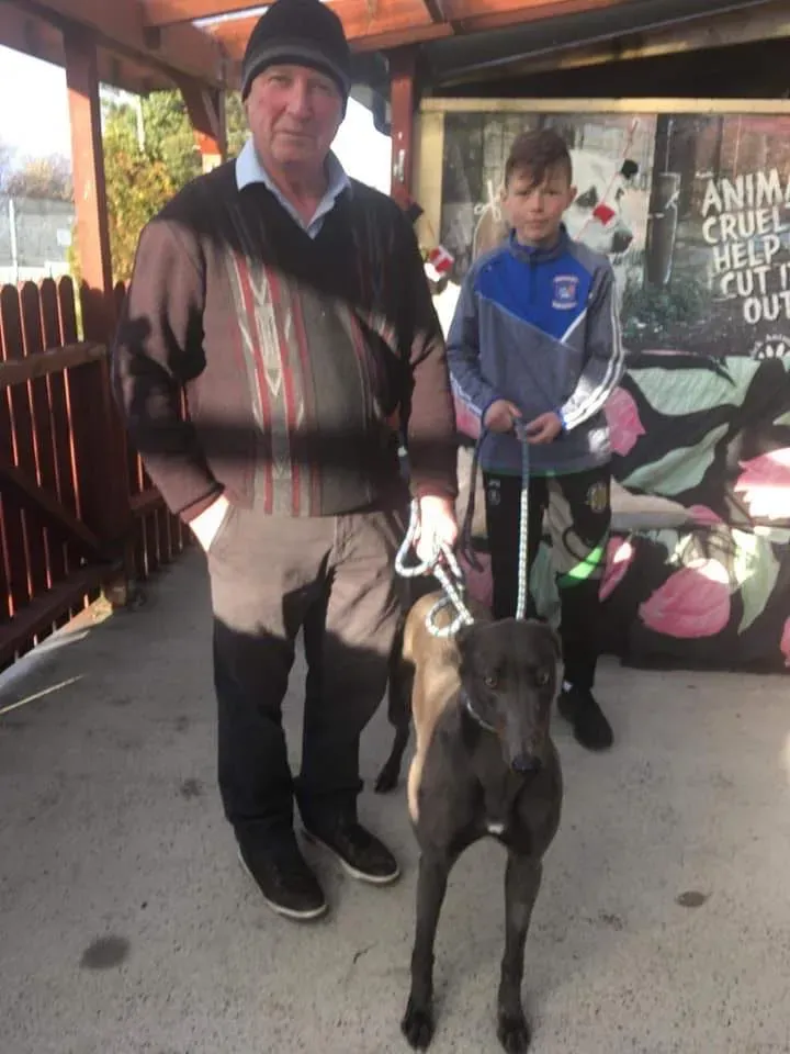 Jessie adozione levrieri greyhound 14