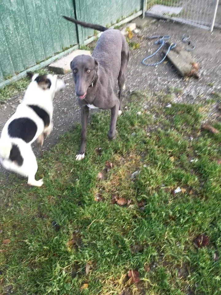 Jessie adozione levrieri greyhound 15