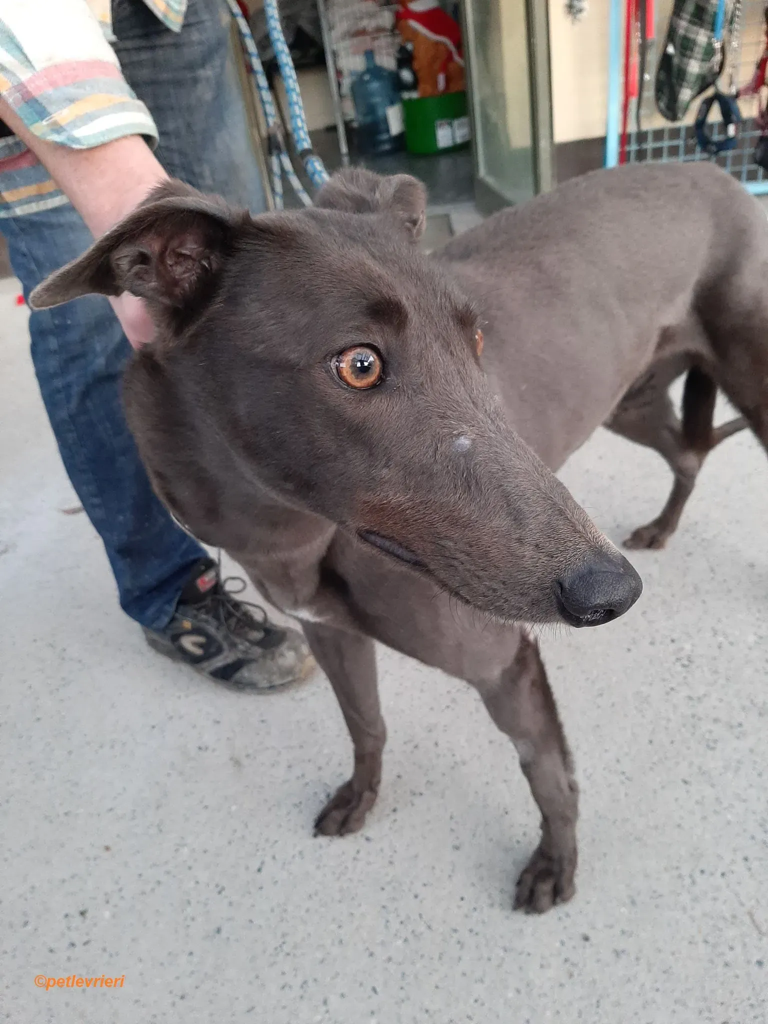 Jessie adozione levrieri greyhound 3