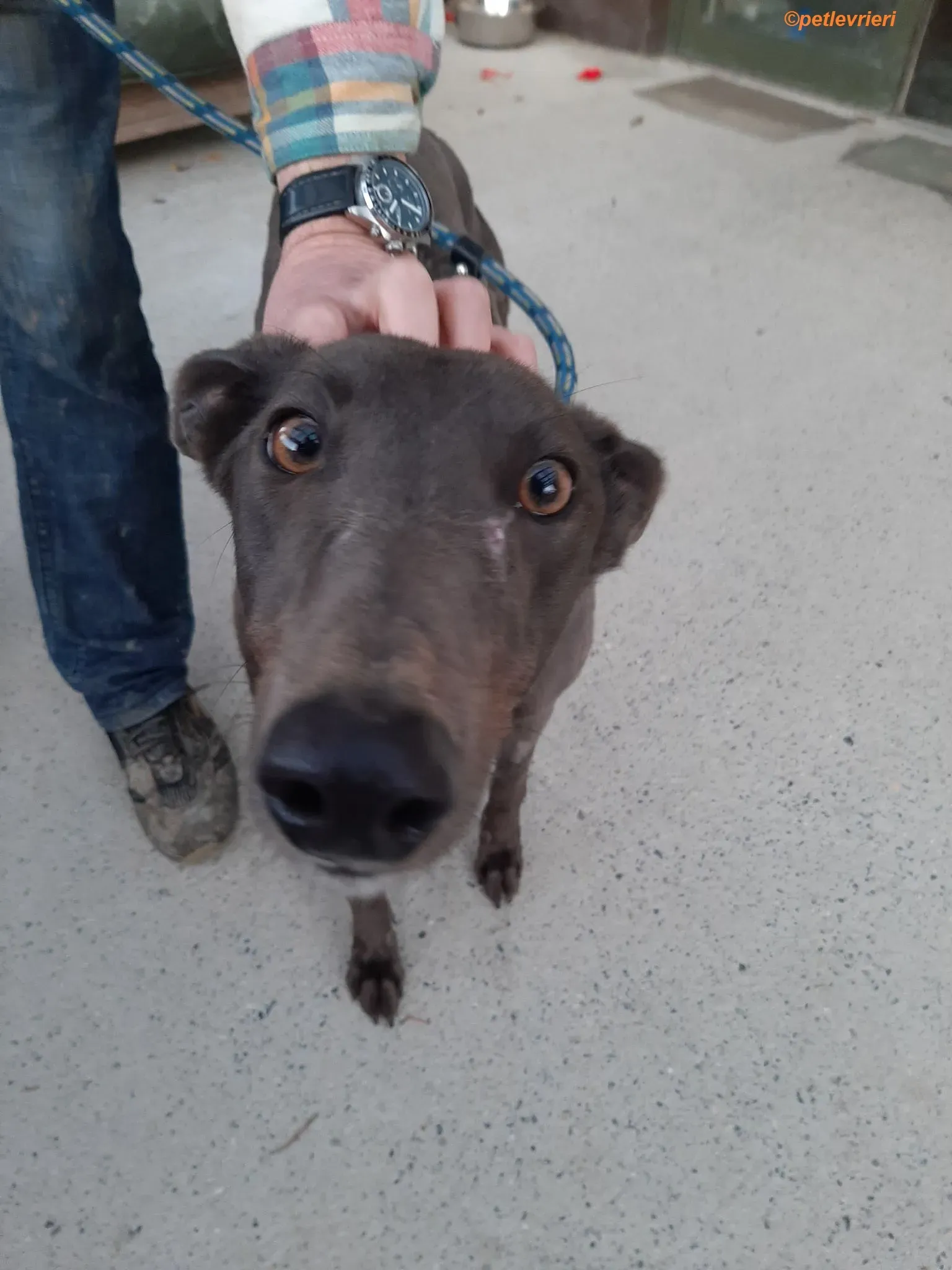 Jessie adozione levrieri greyhound 4