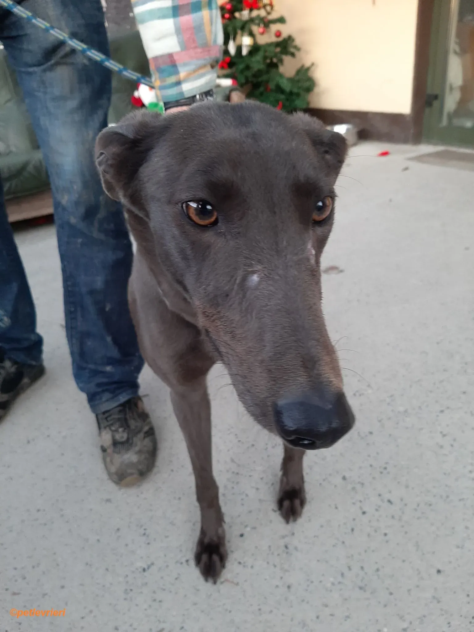 Jessie adozione levrieri greyhound 5