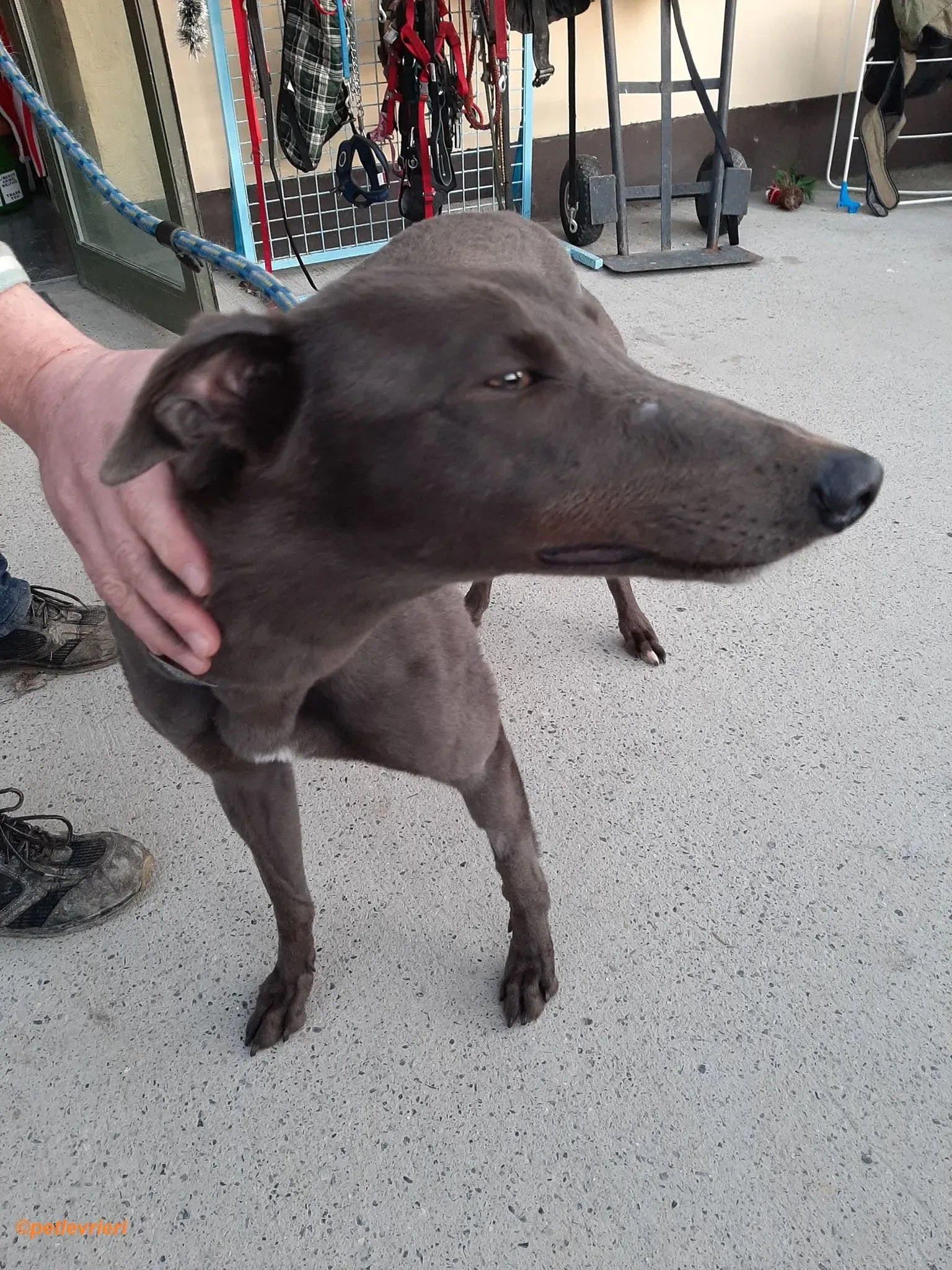 Jessie adozione levrieri greyhound 6