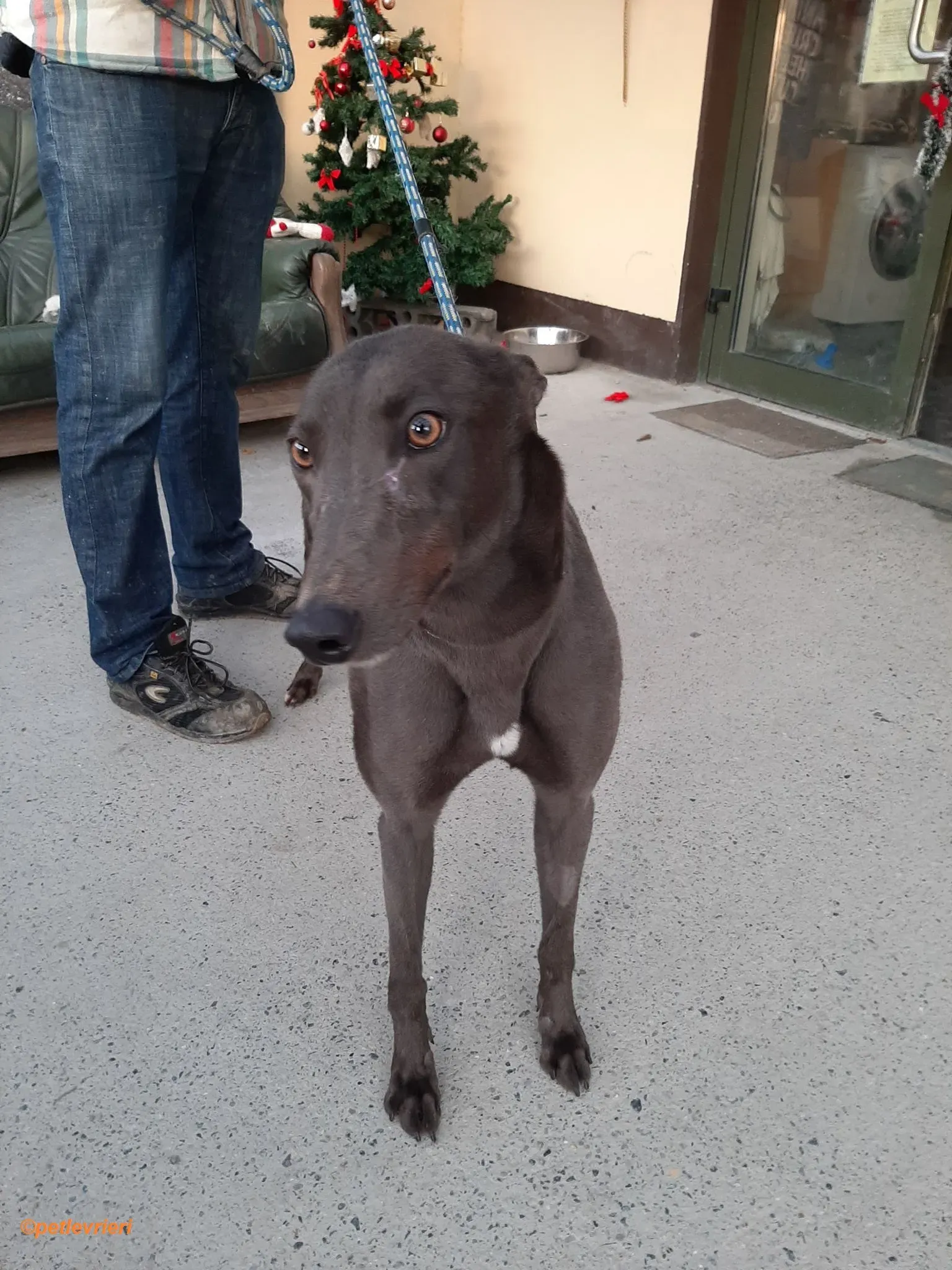 Jessie adozione levrieri greyhound 7