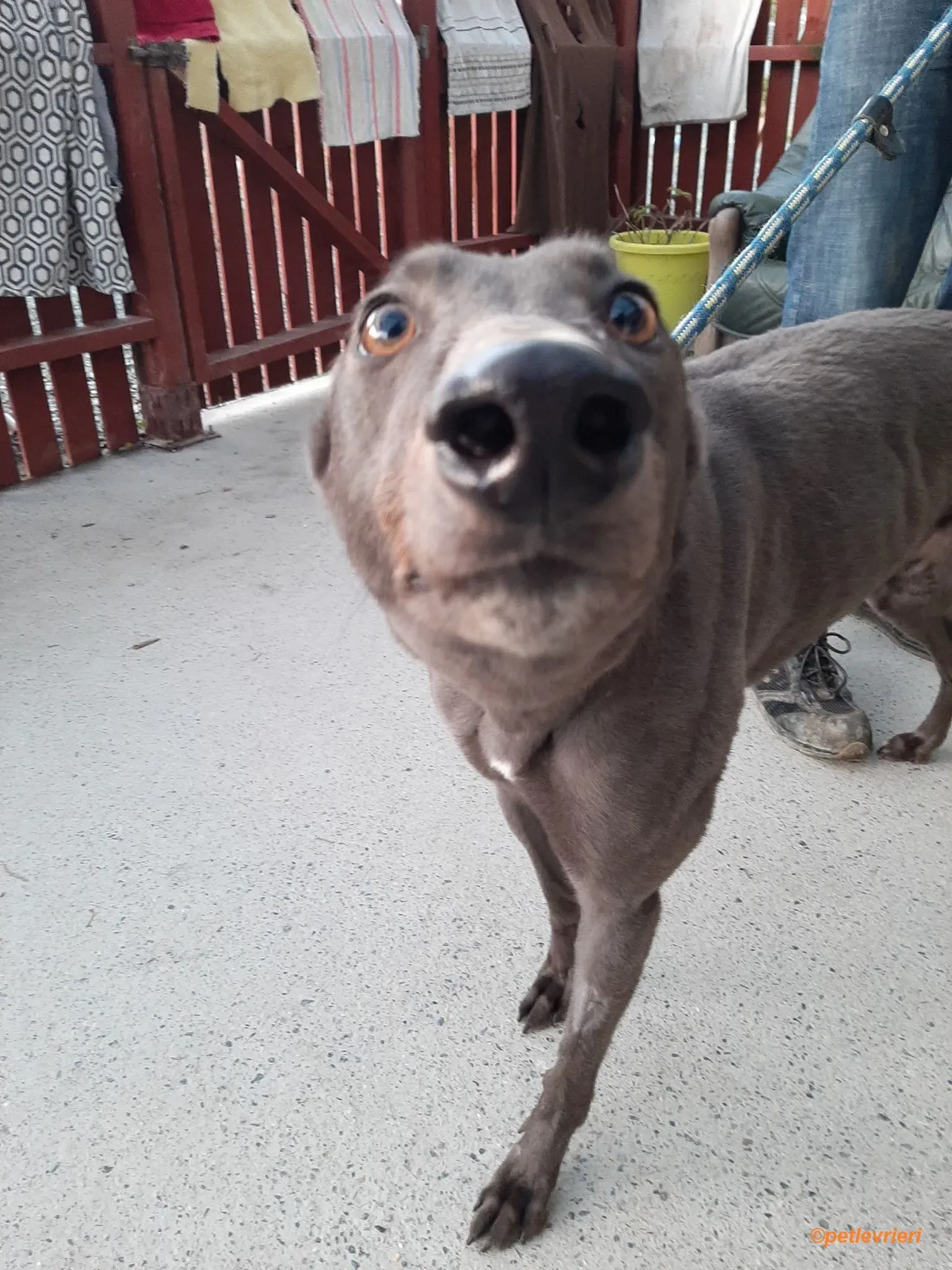 Jessie adozione levrieri greyhound 8