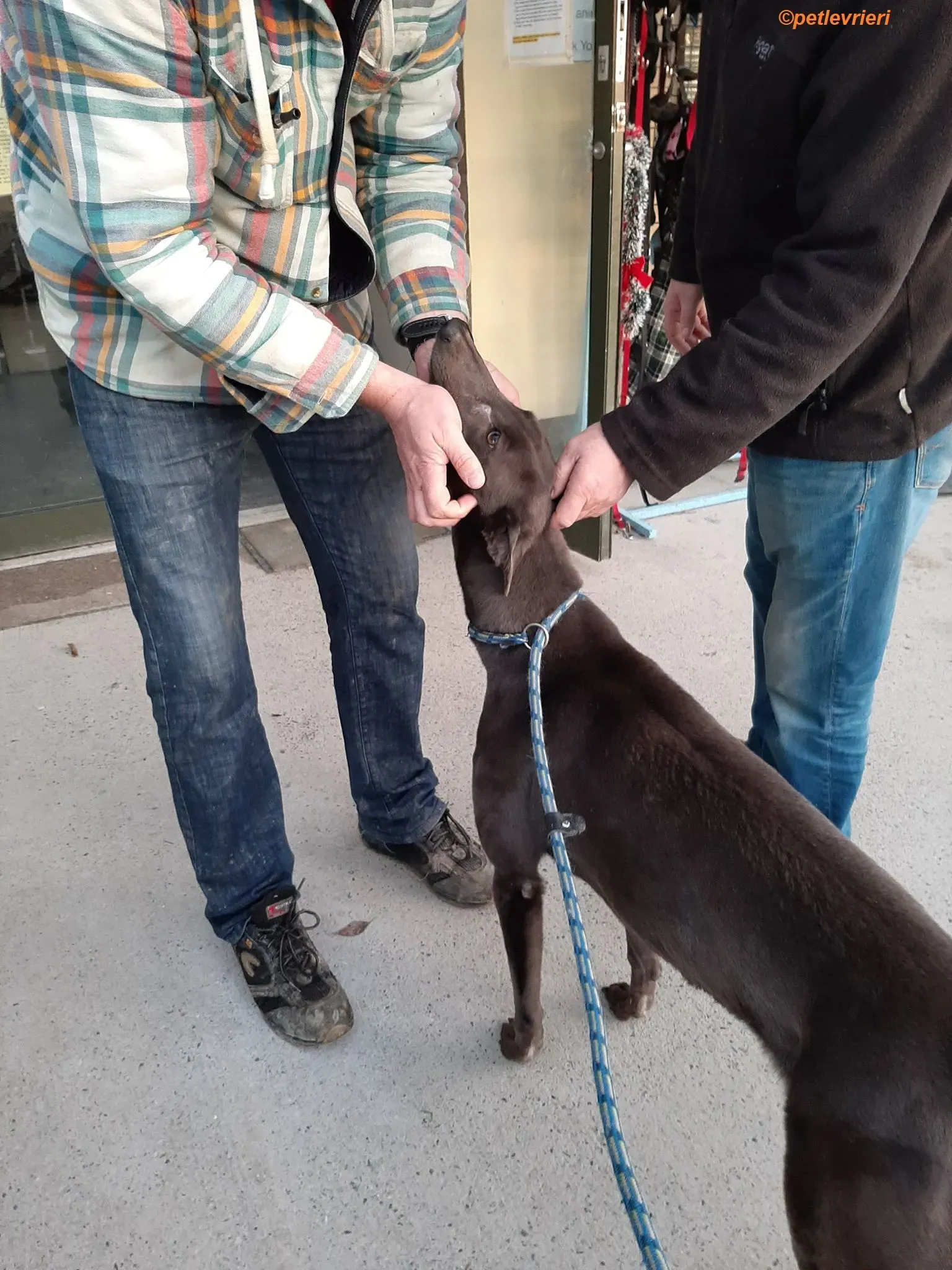 Jessie adozione levrieri greyhound 9