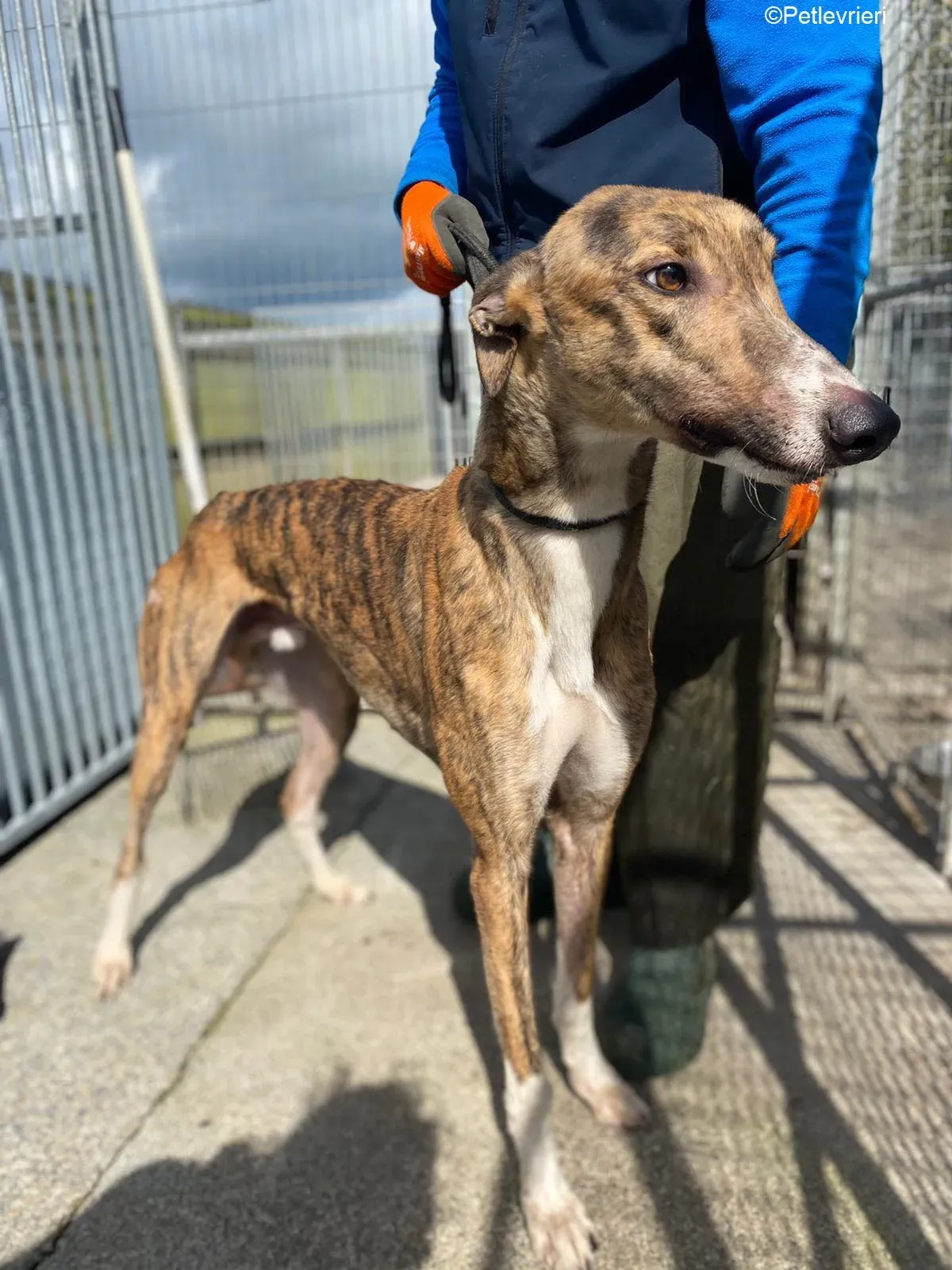 Jet adozione levrieri greyhound 1 1