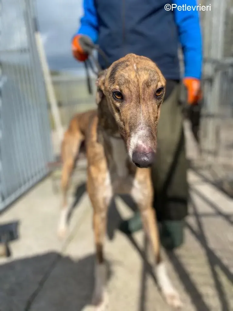 Jet adozione levrieri greyhound 2 1
