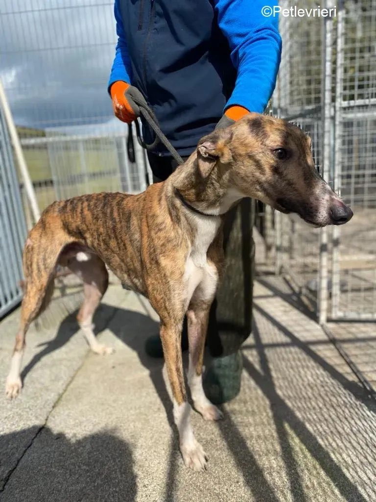 Jet adozione levrieri greyhound 3 1