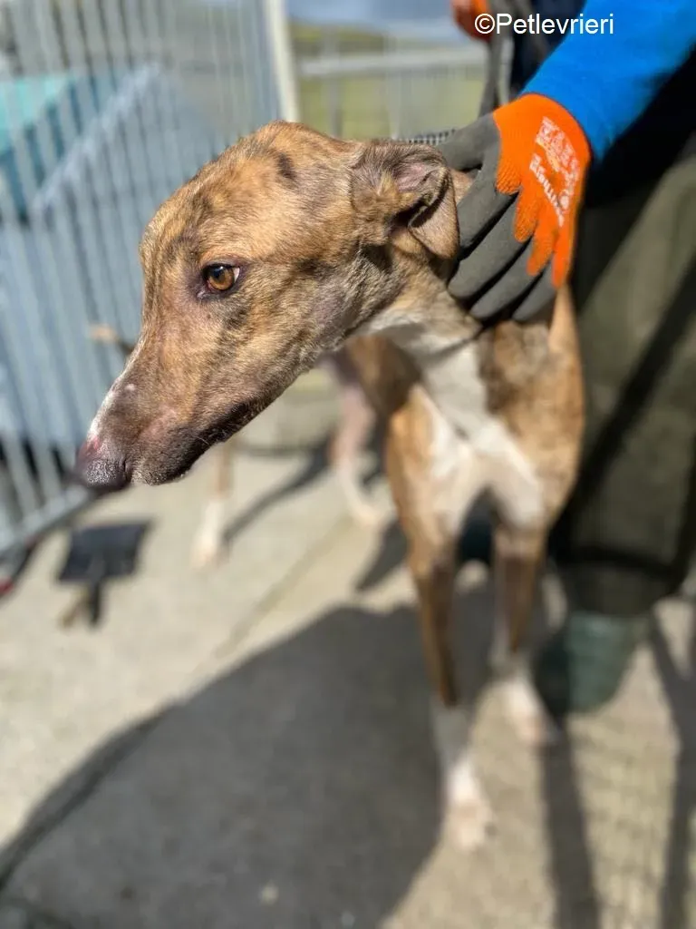 Jet adozione levrieri greyhound 4 1