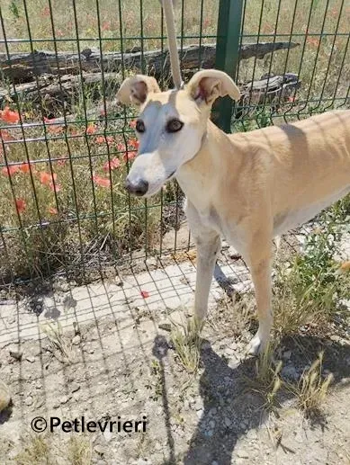 Jill galgo adozione pet levrieri onlus 1