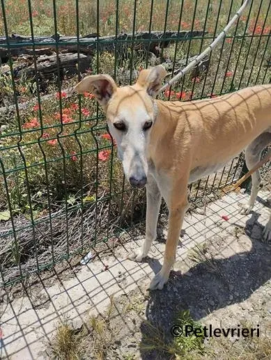 Jill galgo adozione pet levrieri onlus 2