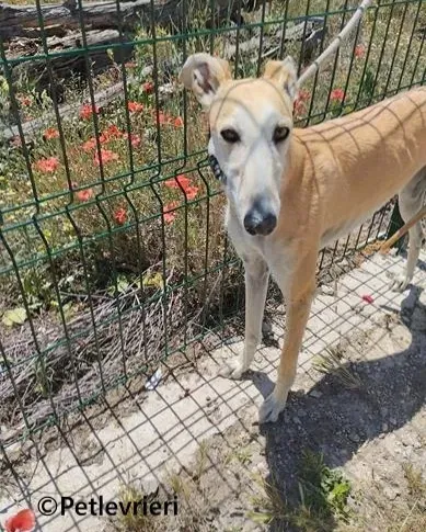 Jill galgo adozione pet levrieri onlus 4 1