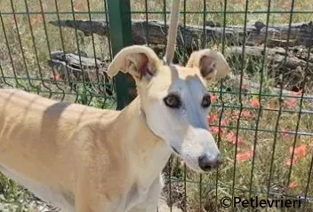 Jill galgo adozione pet levrieri onlus 5