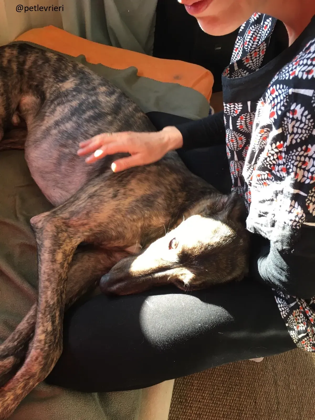 Jim Greyhound Adozione levrieri foster