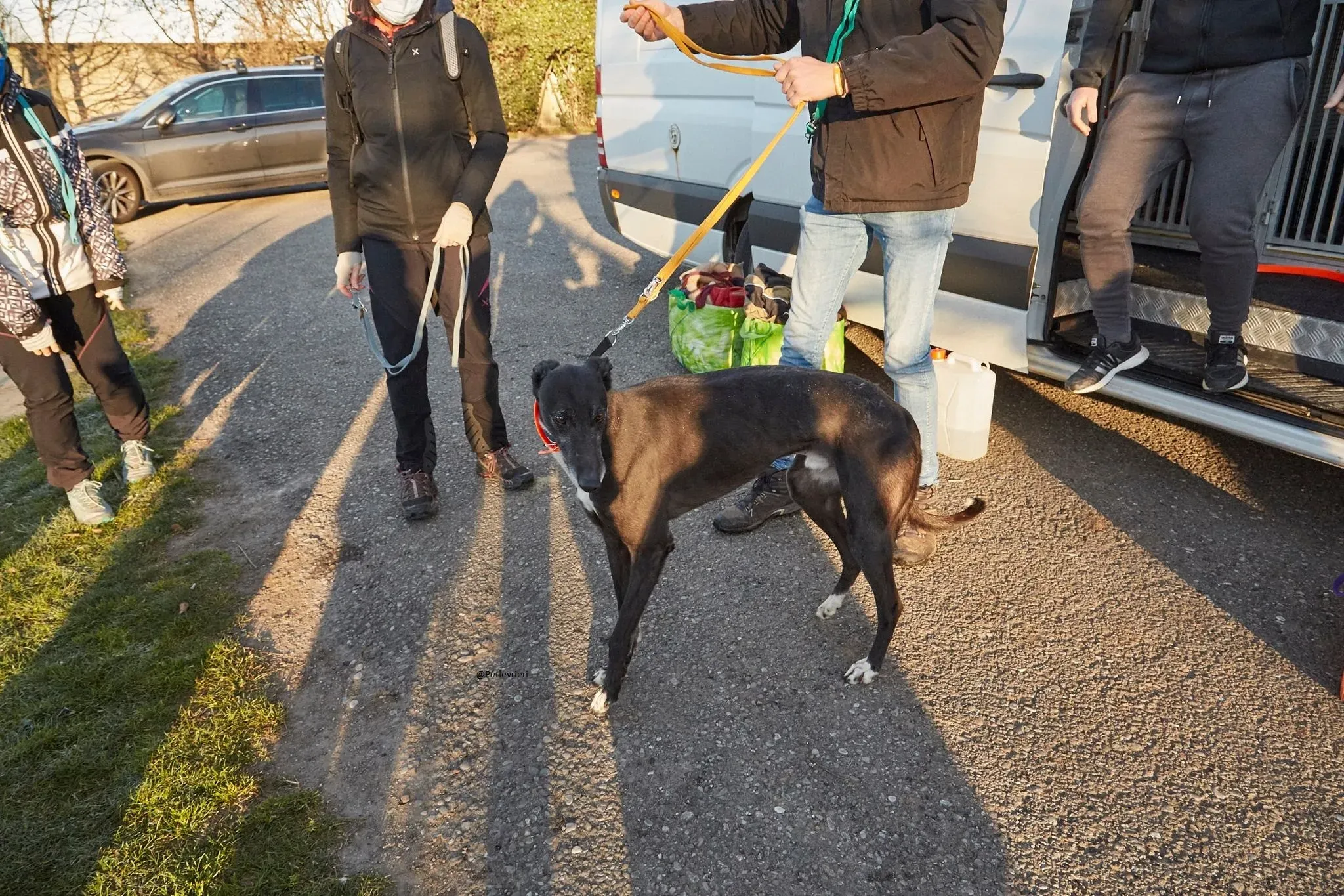 Jim Greyhound adozione levrieri pet 10