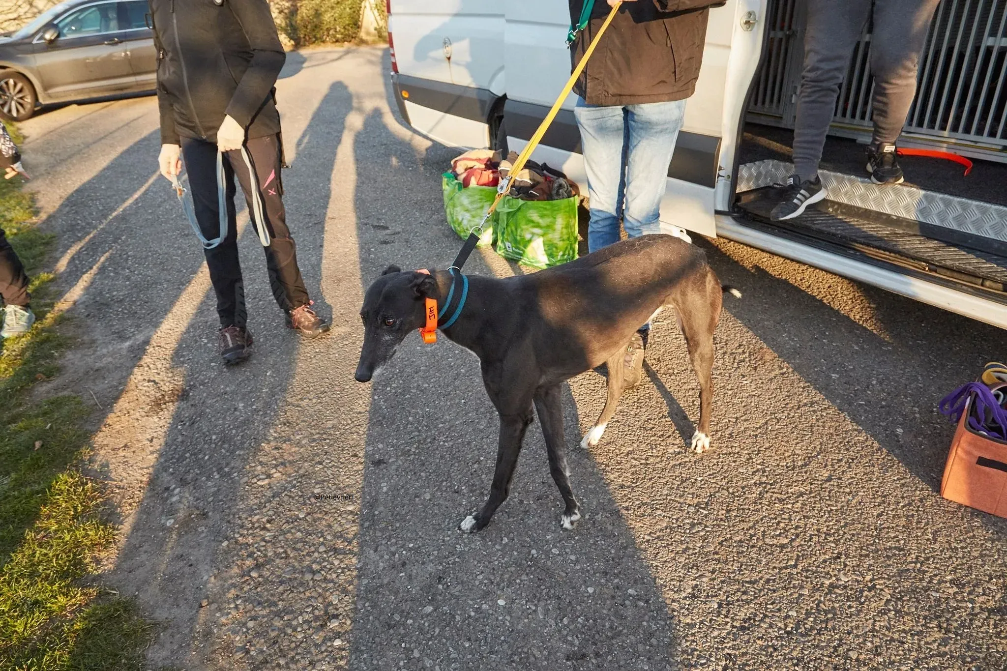 Jim Greyhound adozione levrieri pet 11