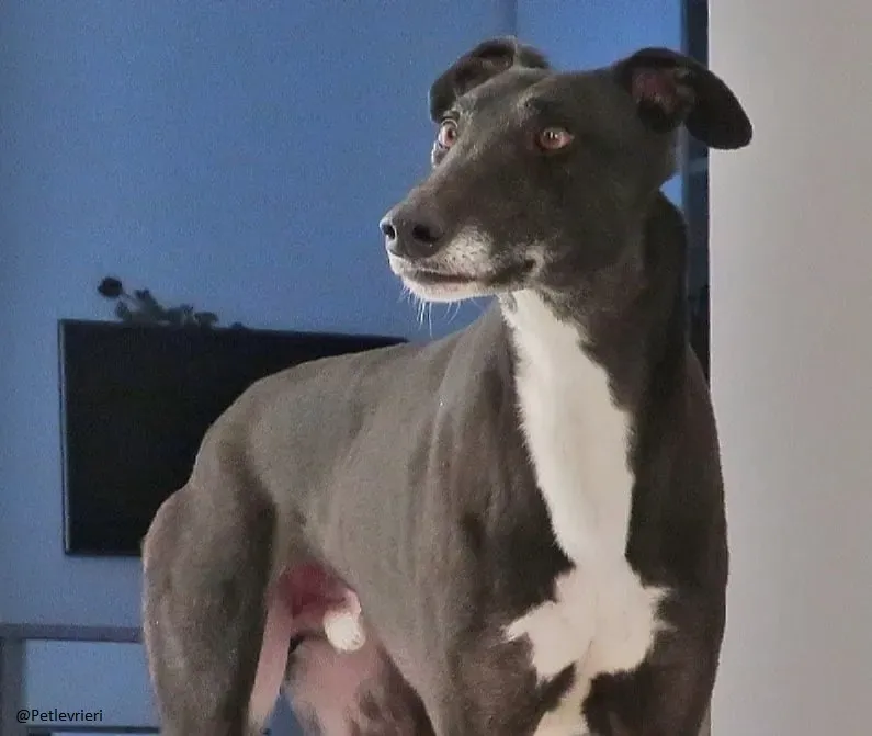 Jim Greyhound adozione levrieri pet 4