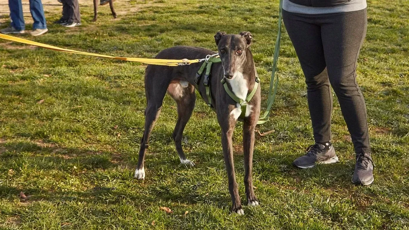 Jim Greyhound adozione levrieri pet 5