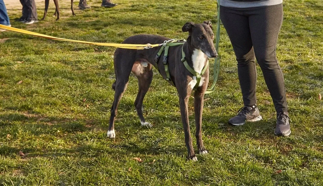 Jim Greyhound adozione levrieri pet 6