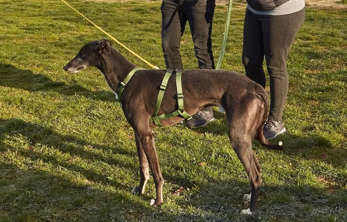 Jim Greyhound adozione levrieri pet 7