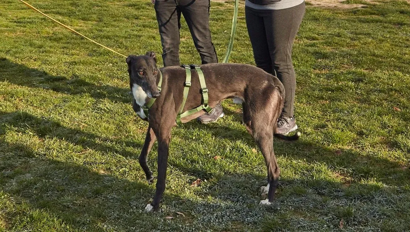 Jim Greyhound adozione levrieri pet 8