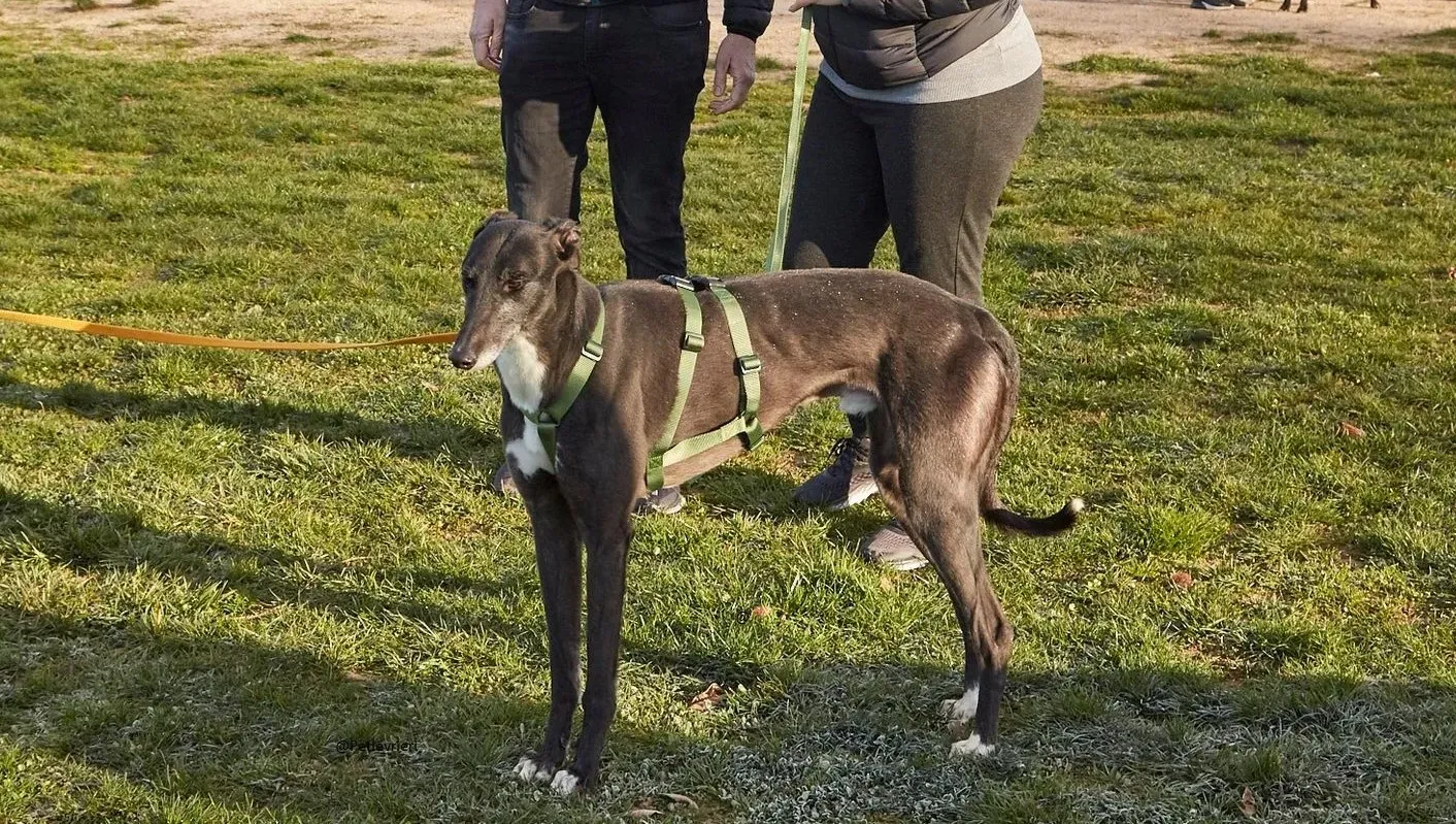 Jim Greyhound adozione levrieri pet 9