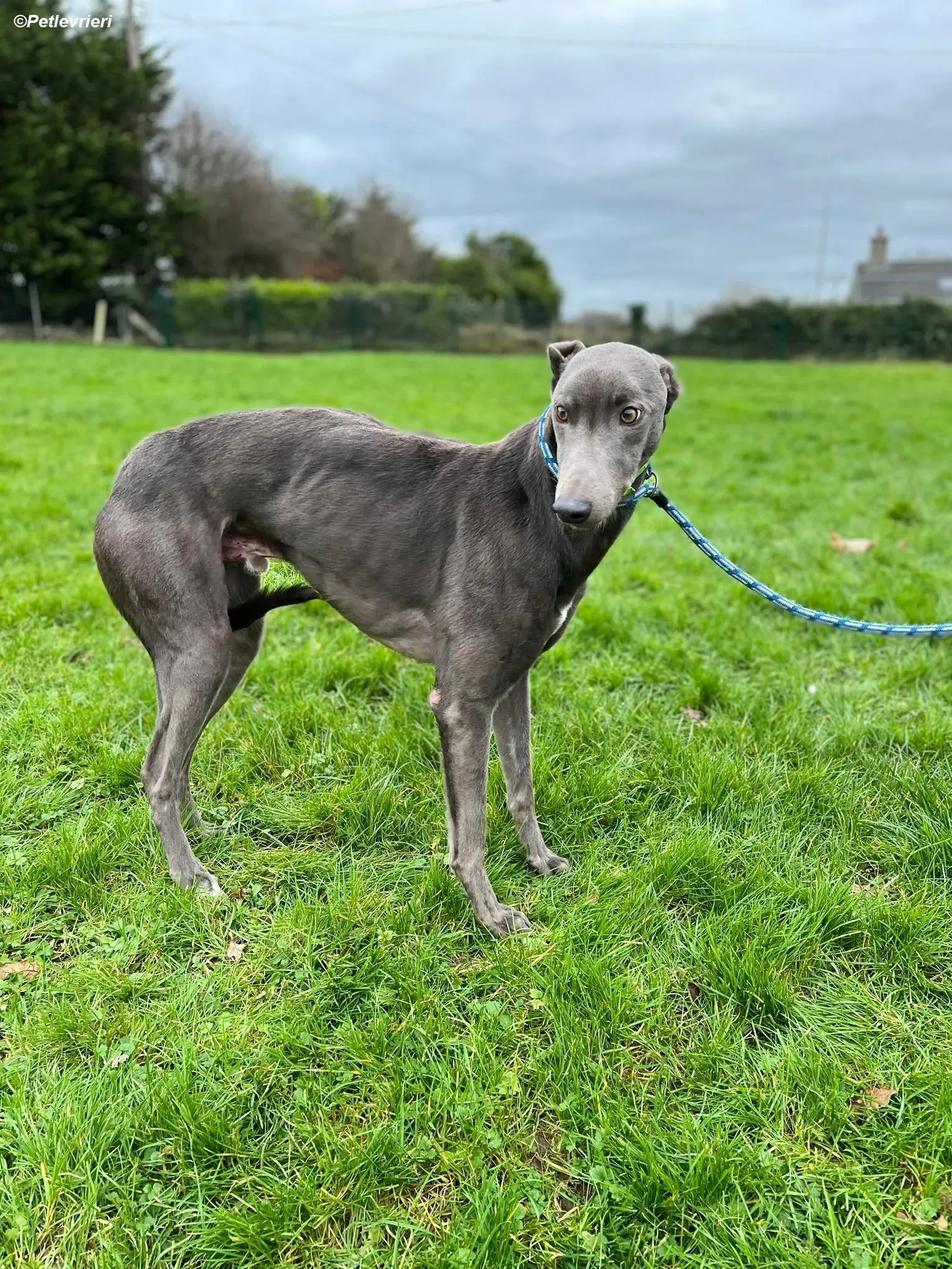 Jim adozione levrieri greyhound 1