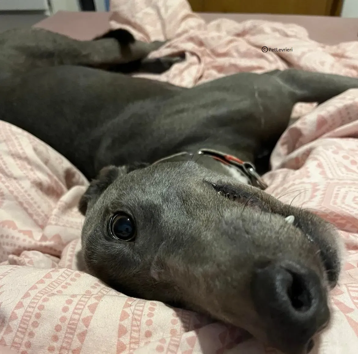 Jim adozione levrieri greyhound 2 1