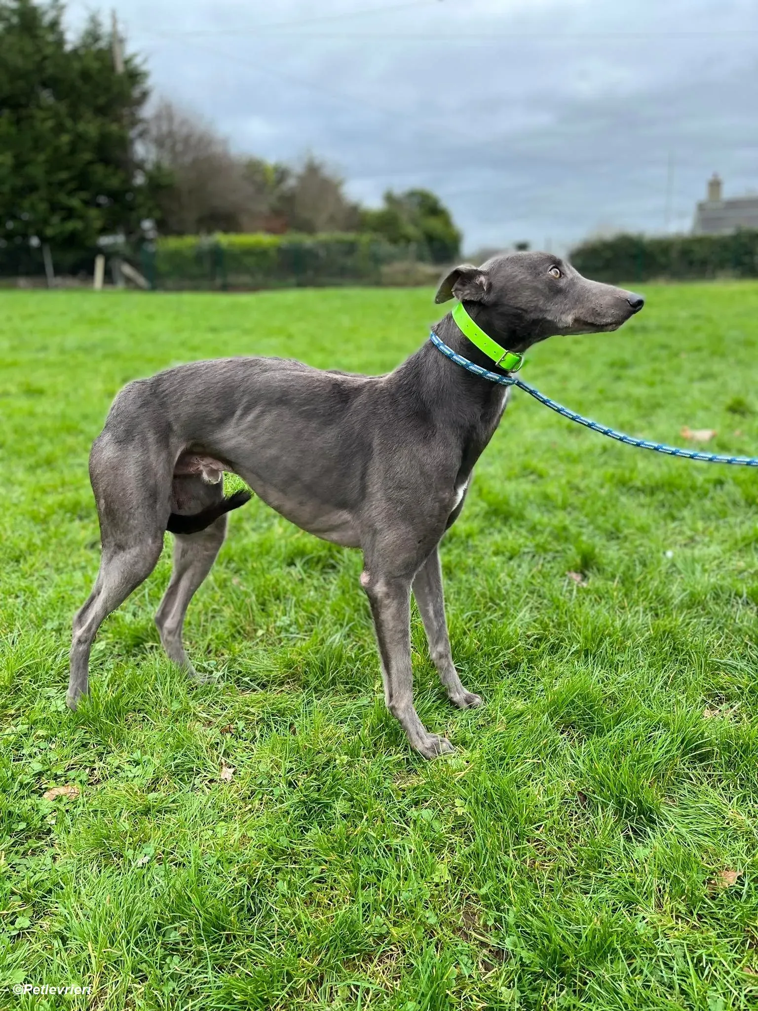 Jim adozione levrieri greyhound 2