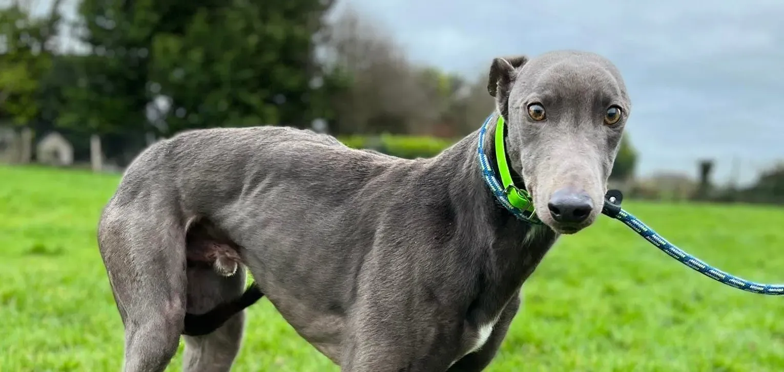 Jim adozione levrieri greyhound 3 e1643117321881