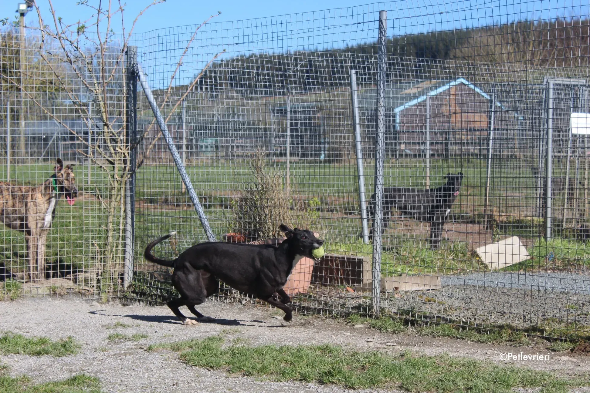 Jim adozione levrieri greyhound 3