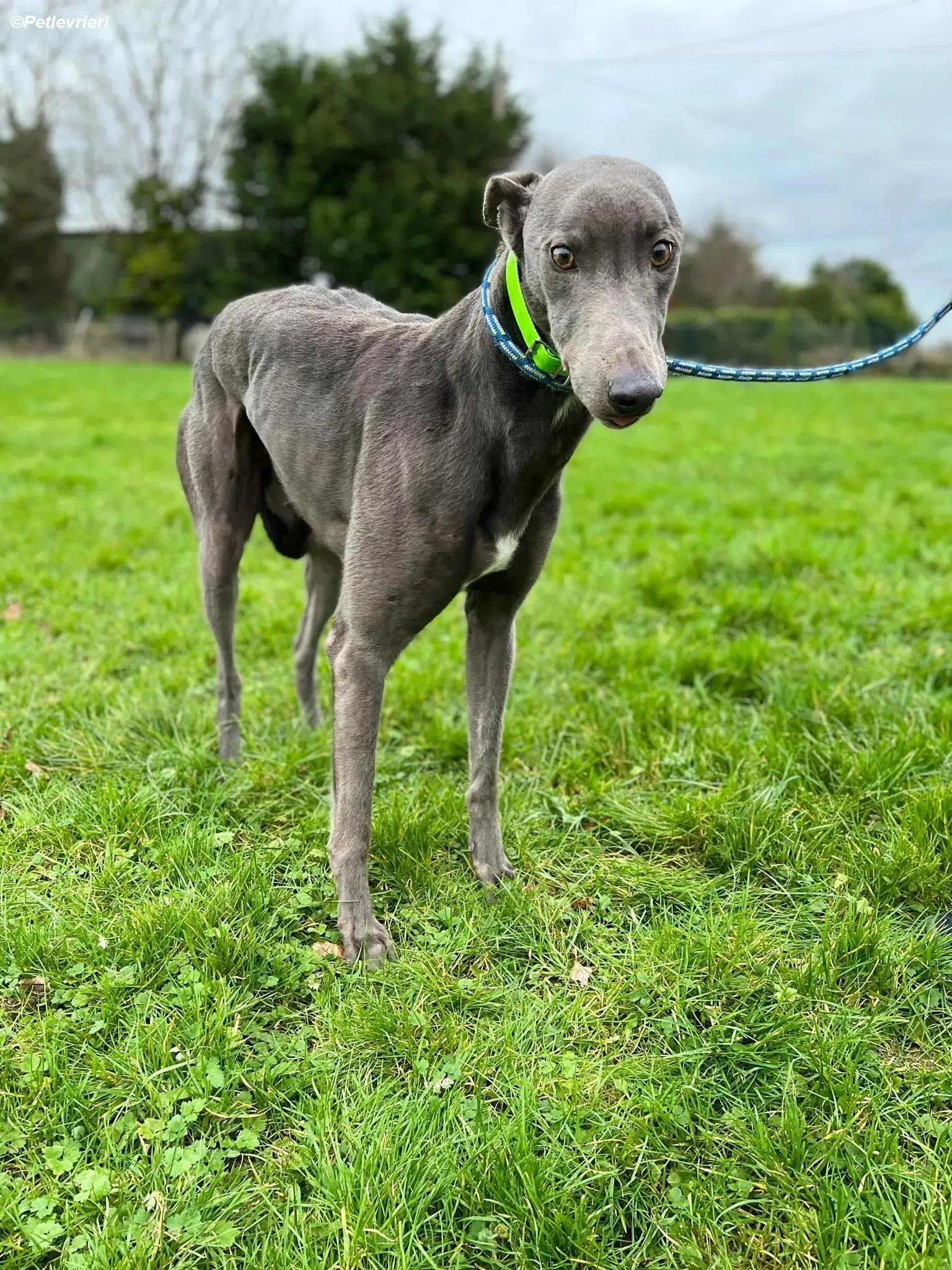 Jim adozione levrieri greyhound 4