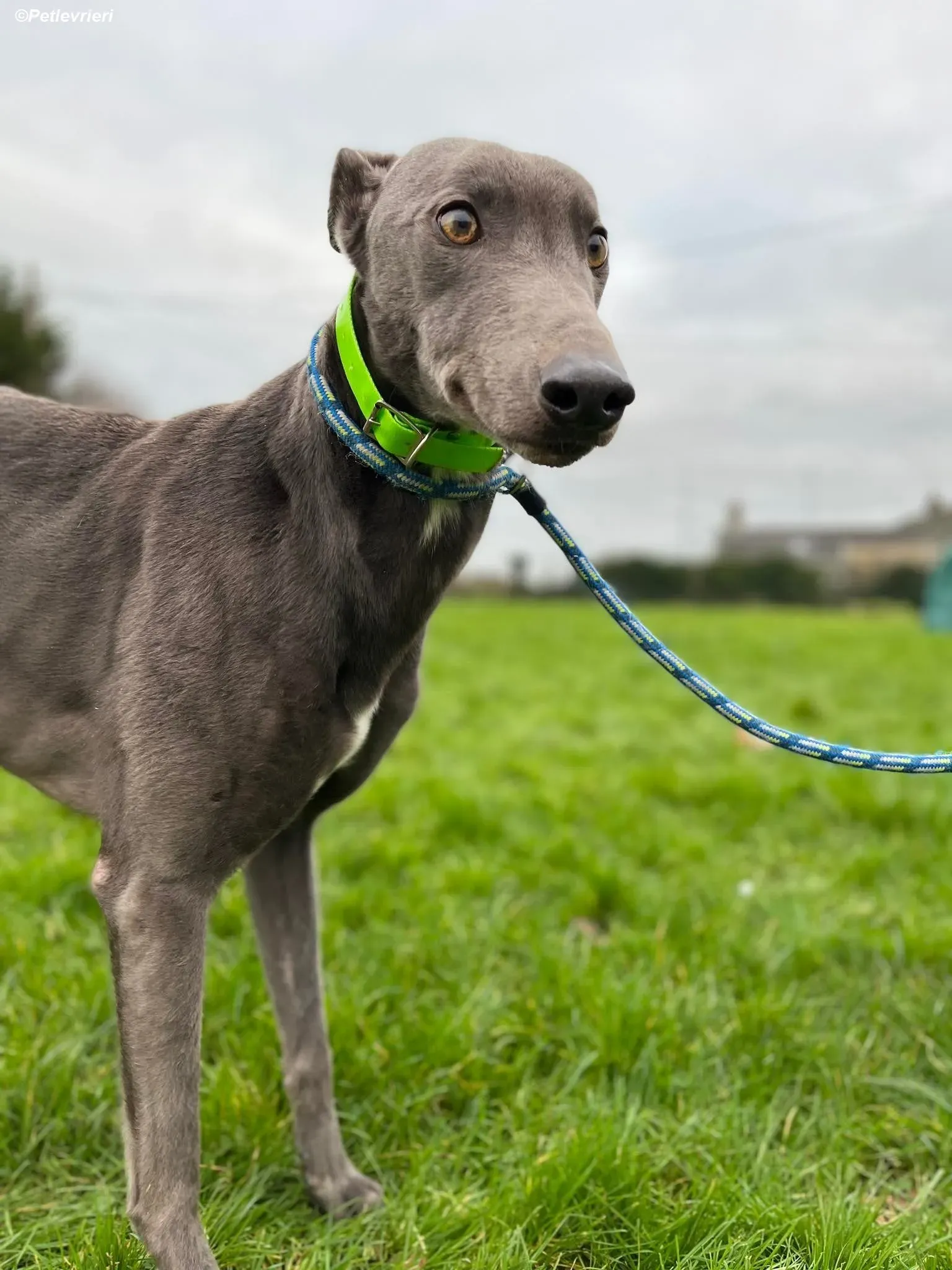 Jim adozione levrieri greyhound 5