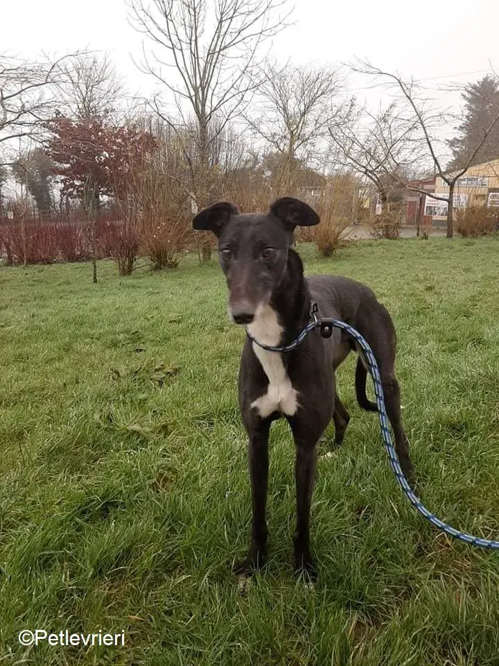 Jim adozione levrieri greyhound 6