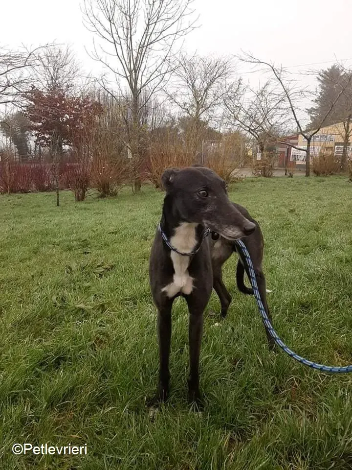 Jim adozione levrieri greyhound 7