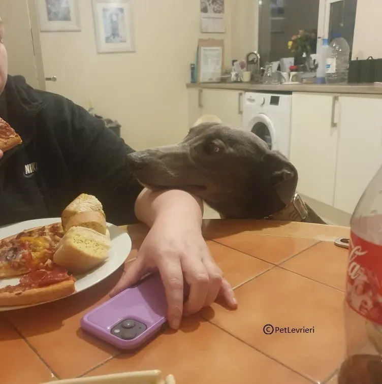 Jim adozione levriero greyhound1 1