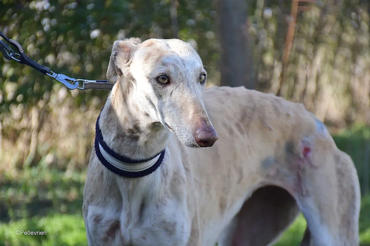 Jimena adozione levrieri galgo 01