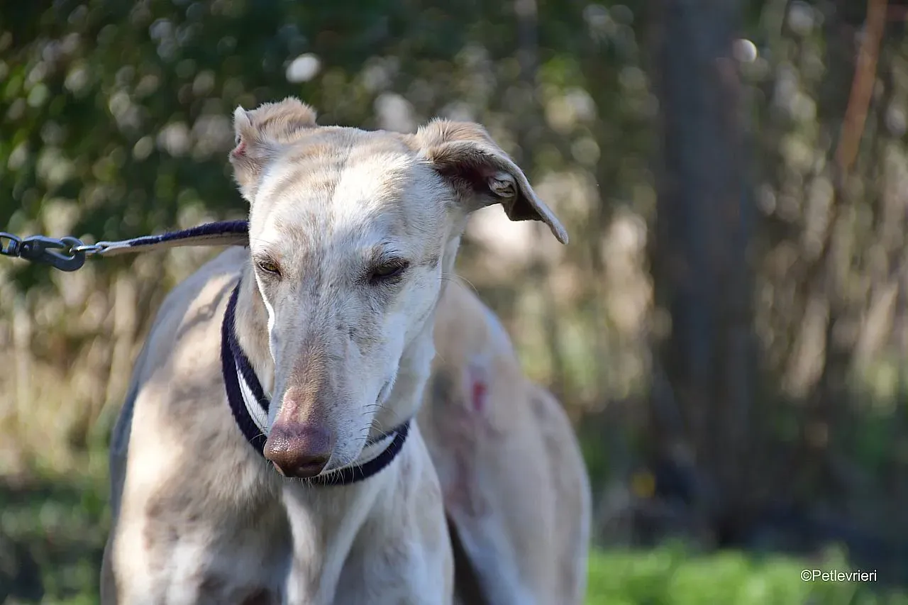 Jimena adozione levrieri galgo 010