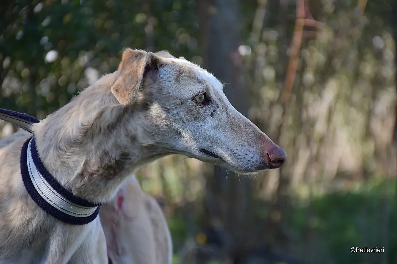 Jimena adozione levrieri galgo 011