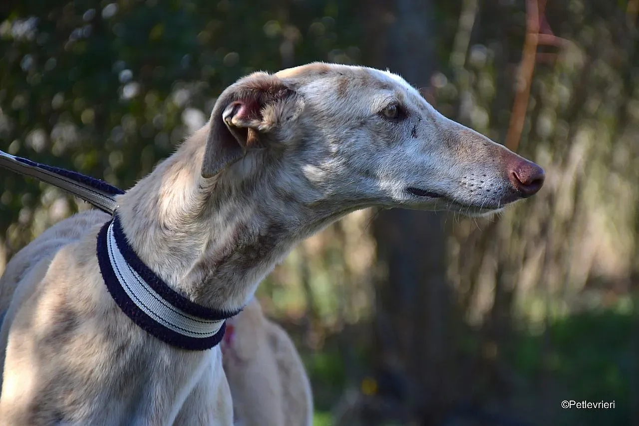 Jimena adozione levrieri galgo 012