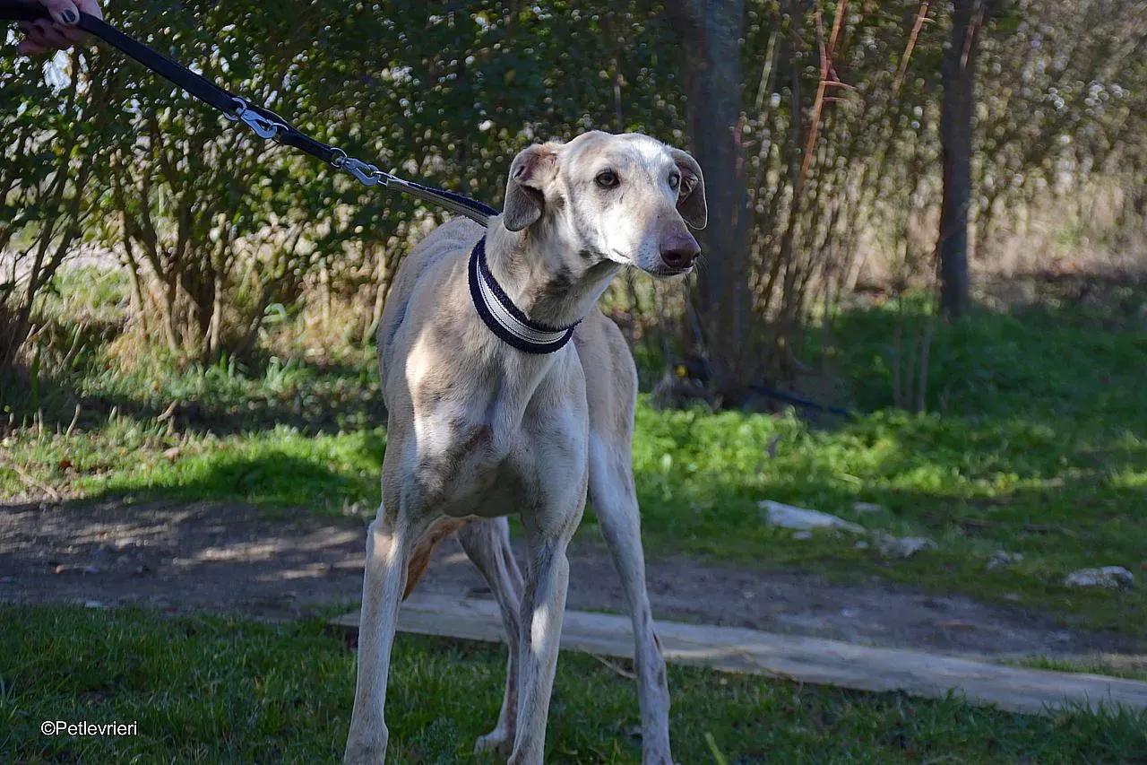 Jimena adozione levrieri galgo 013