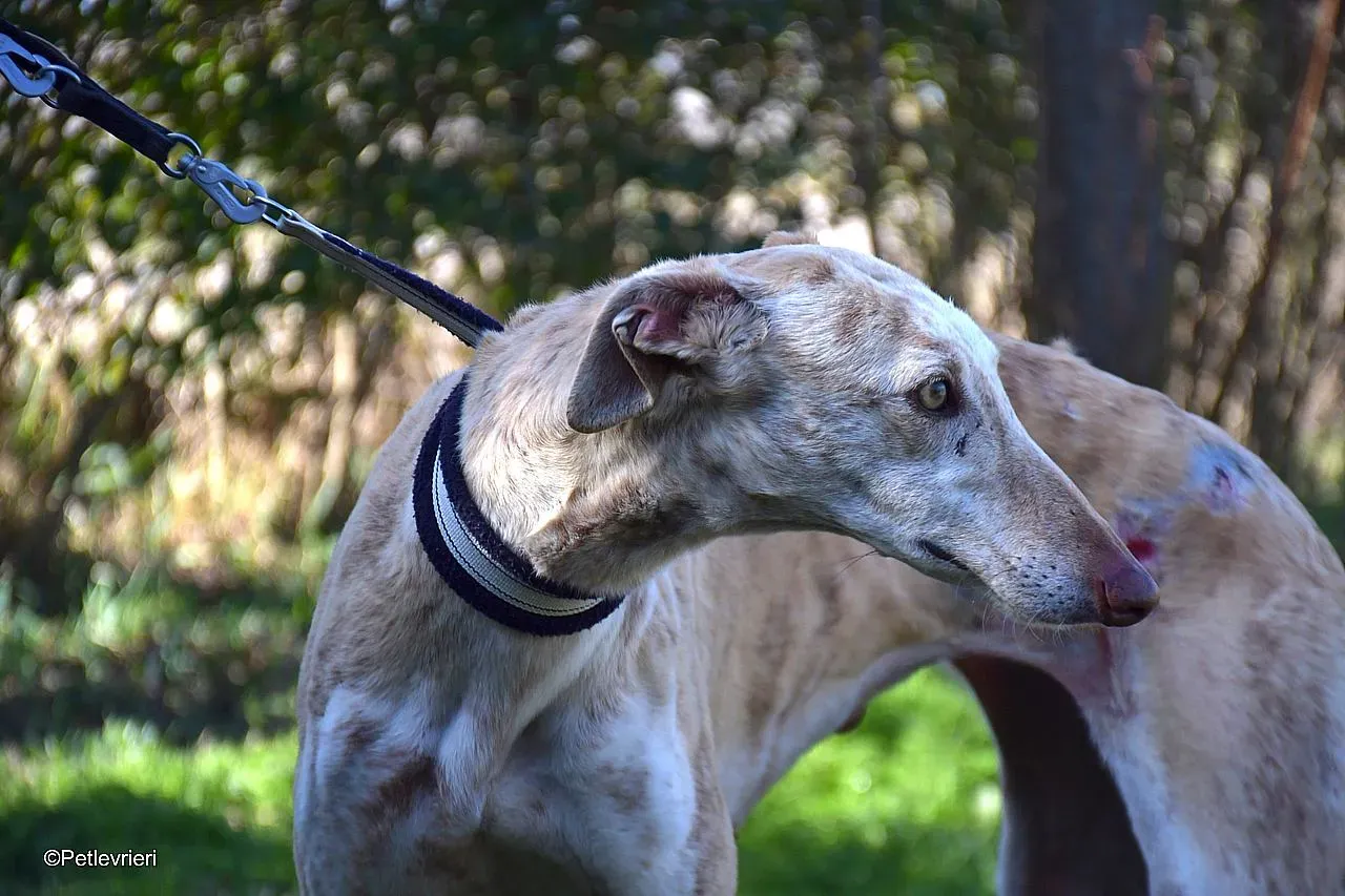 Jimena adozione levrieri galgo 014