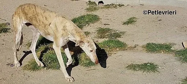 Jimena adozione levrieri galgo 01 1