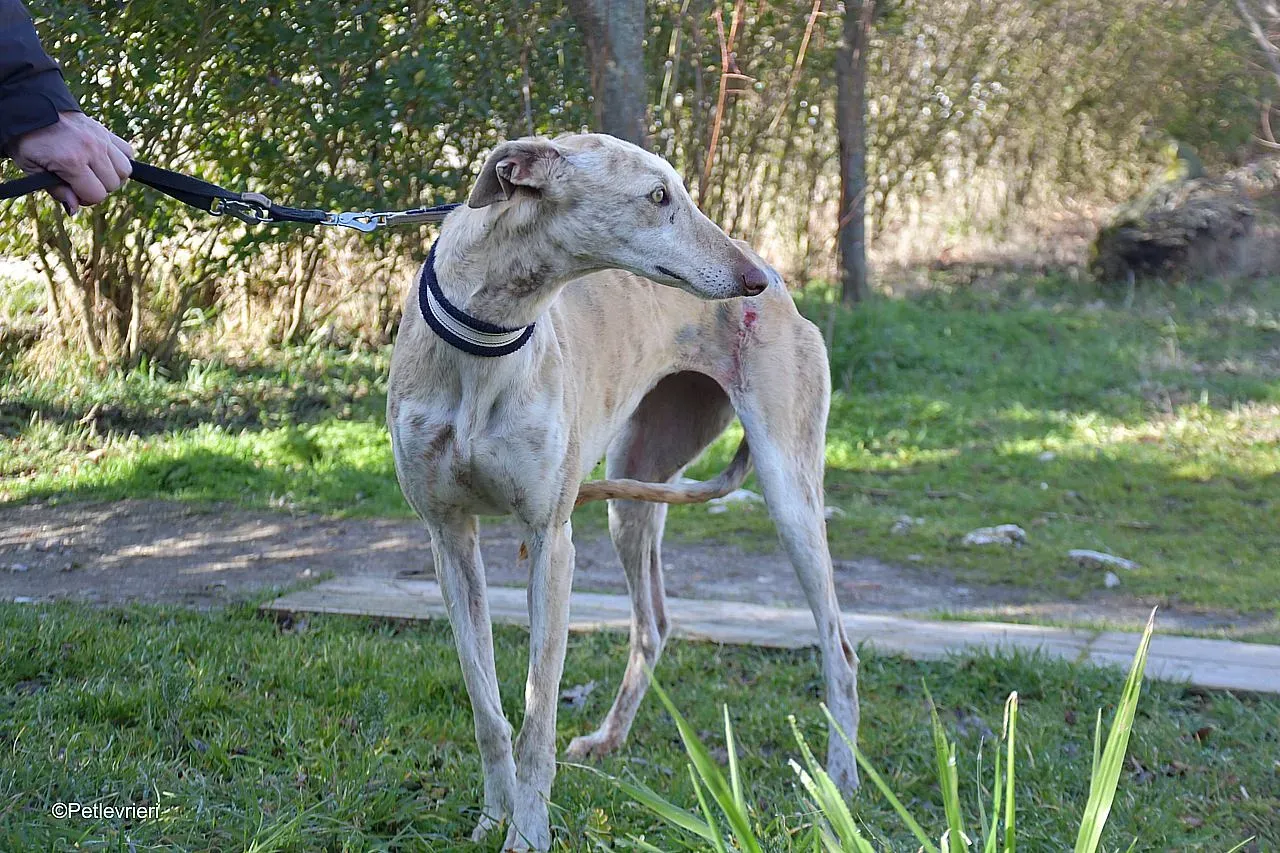 Jimena adozione levrieri galgo 02