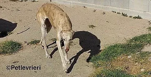 Jimena adozione levrieri galgo 02 1