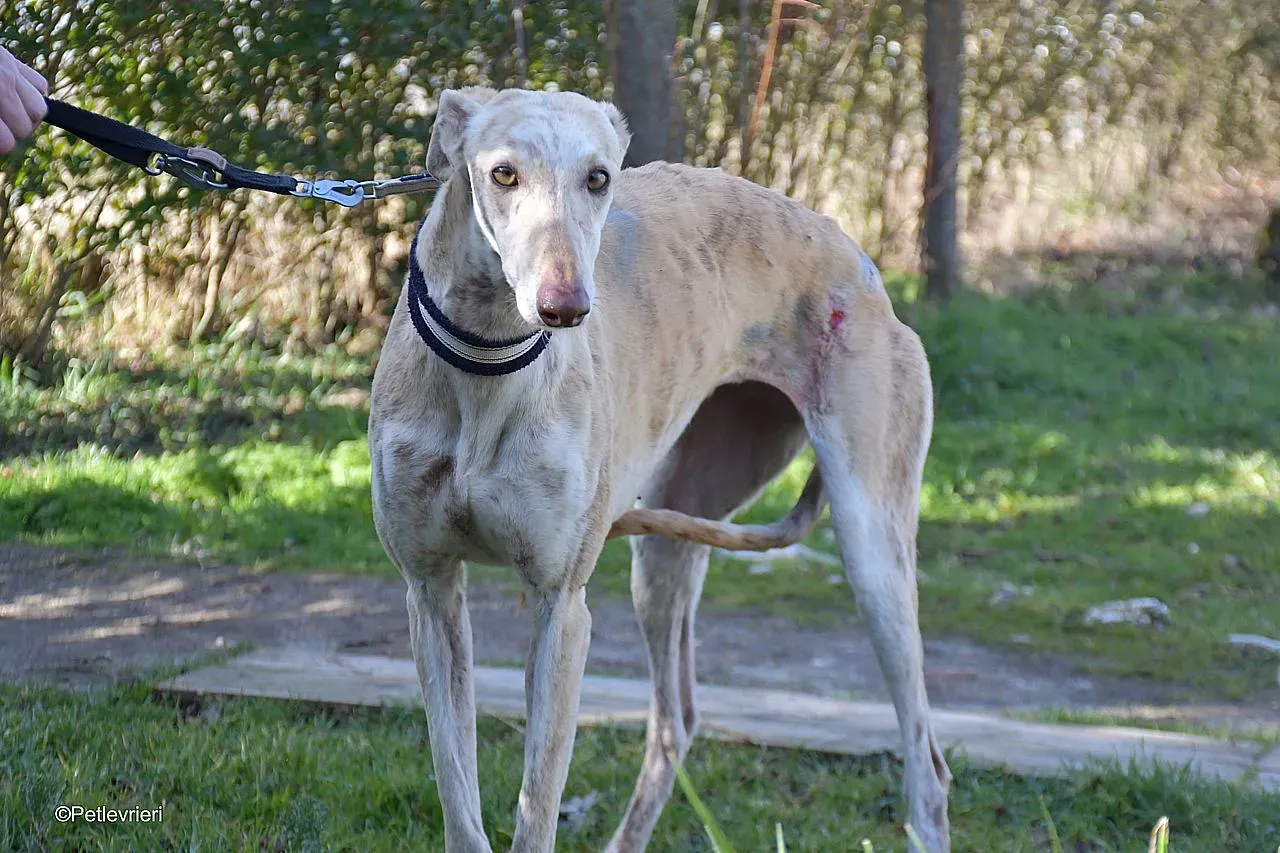Jimena adozione levrieri galgo 03