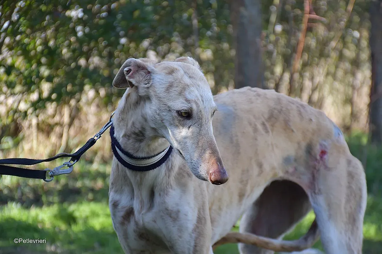 Jimena adozione levrieri galgo 04
