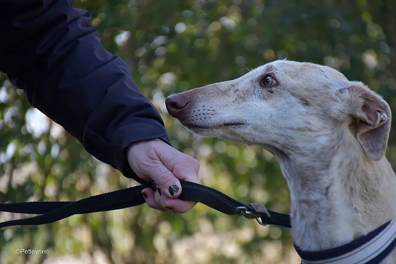Jimena adozione levrieri galgo 05