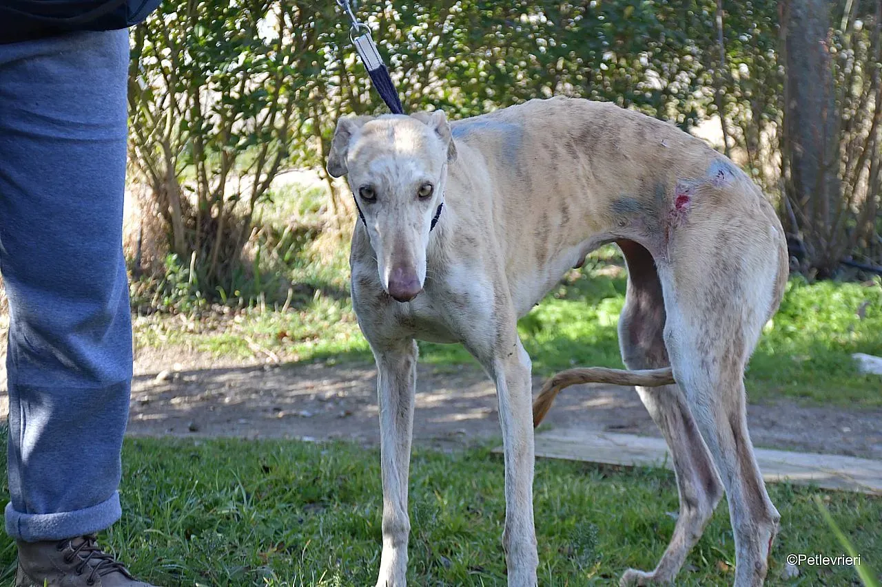 Jimena adozione levrieri galgo 06