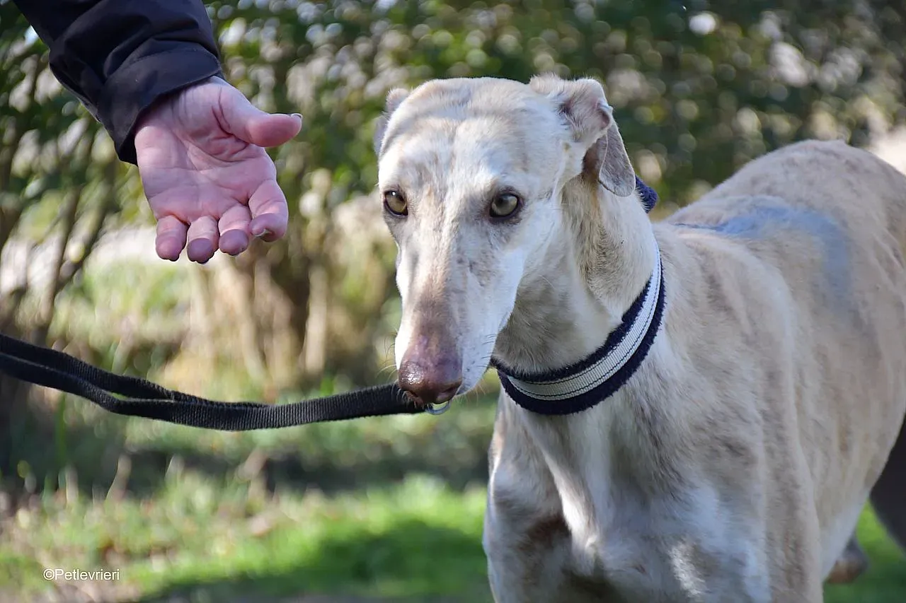 Jimena adozione levrieri galgo 07